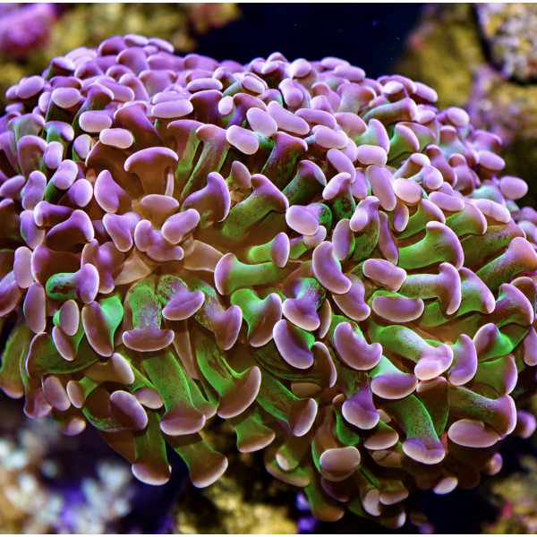 PURPLE HAMMER CORAL